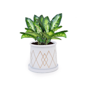 Dekornest Printed Pot With Tray (1265)