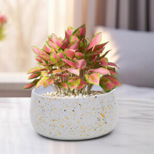 Dekornest Printed Handi Pot (1333 J)